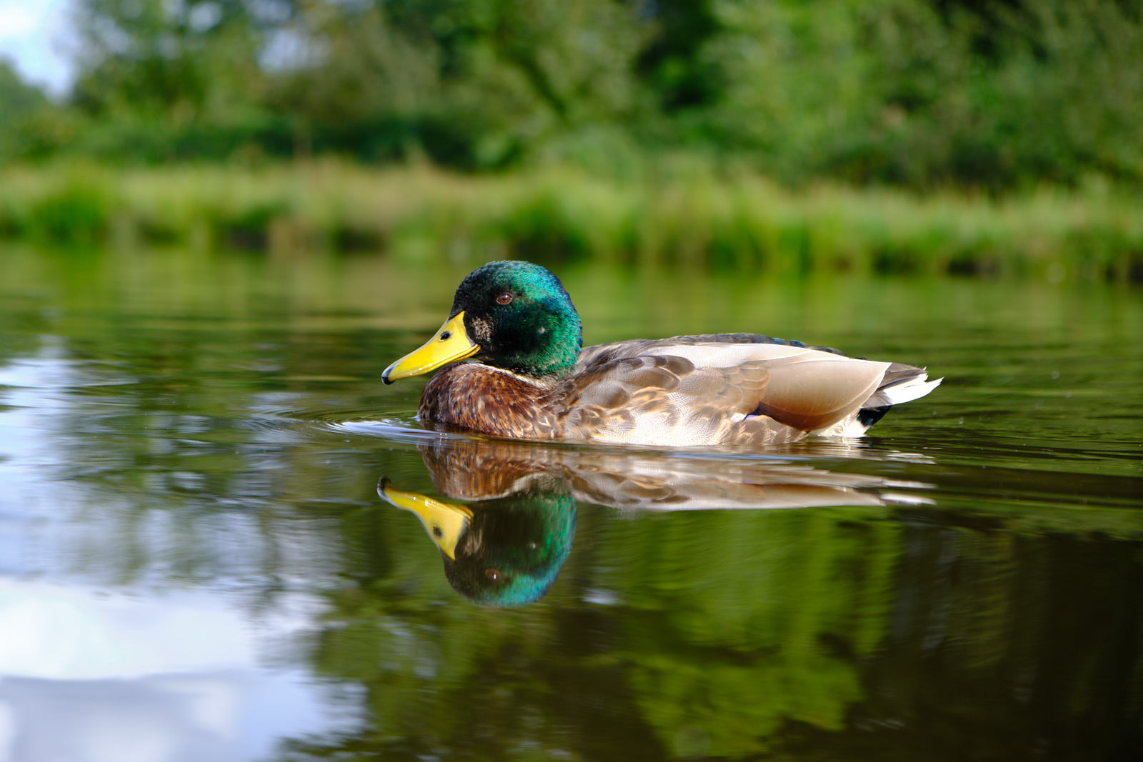 Duck in pond water