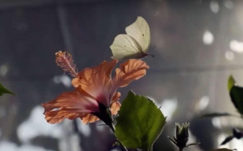 slow motion butterfly liège