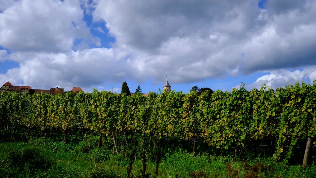 Vines in Alsace