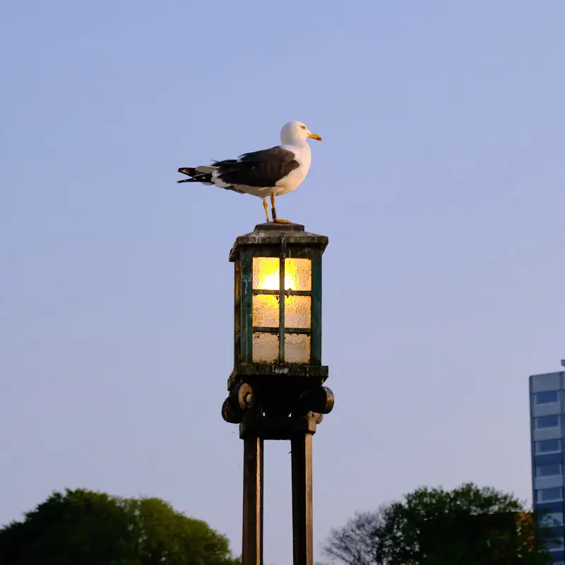 Seagull