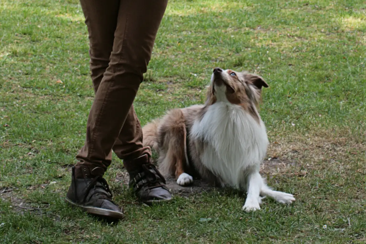 Australian Shepperd Liège