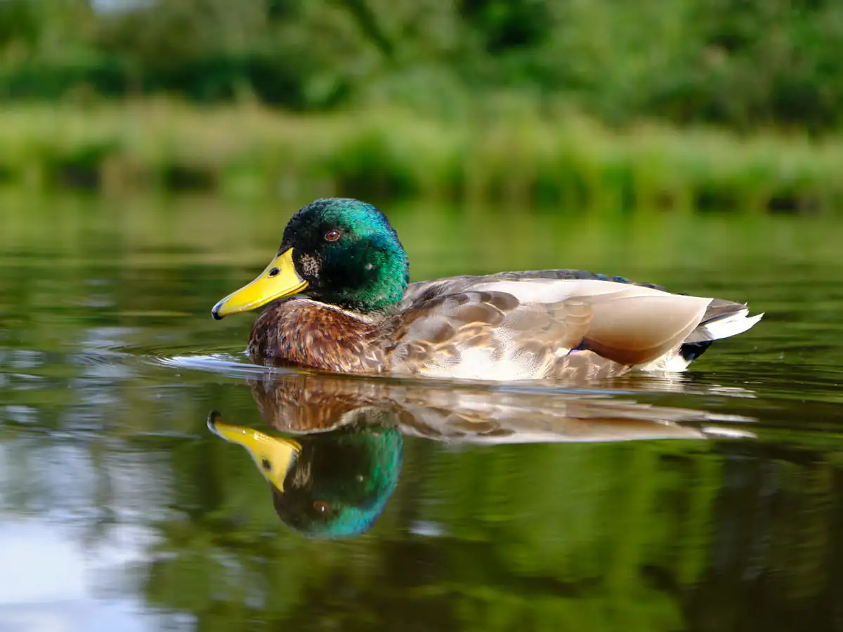 Duck in pond water