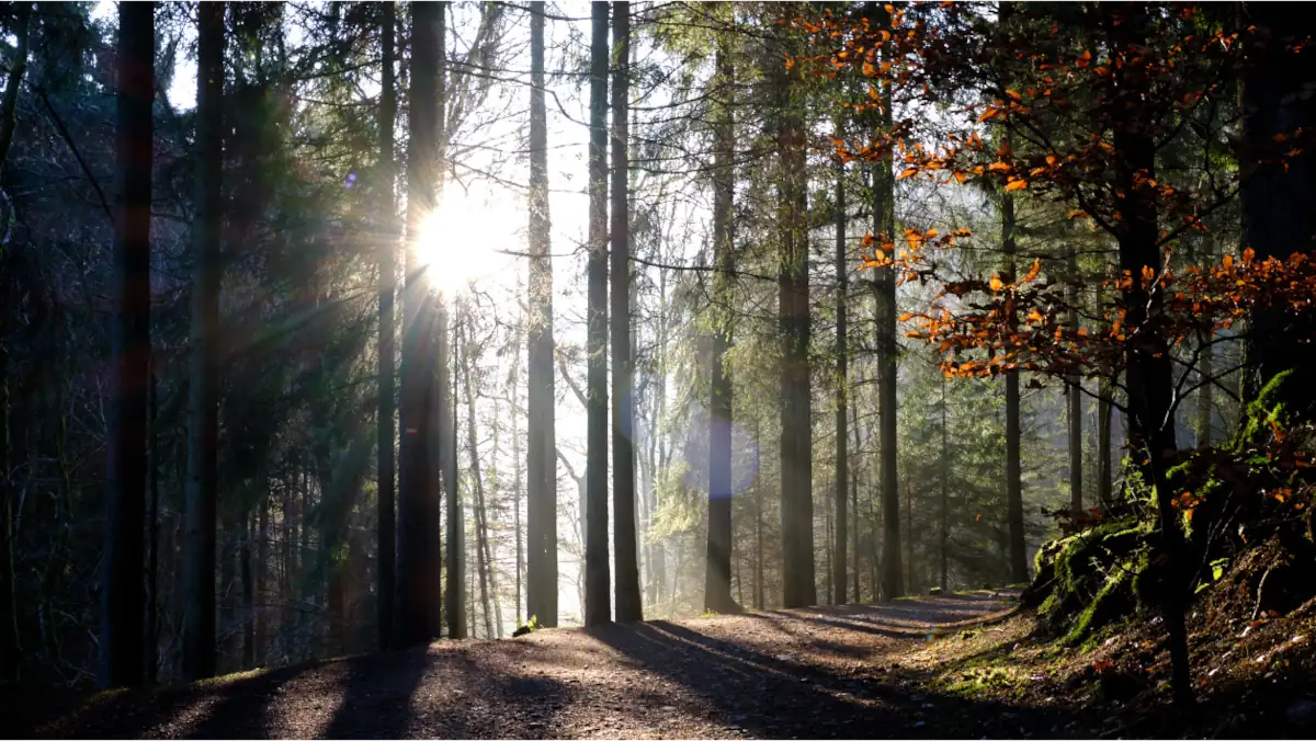 Forrest Malmedy