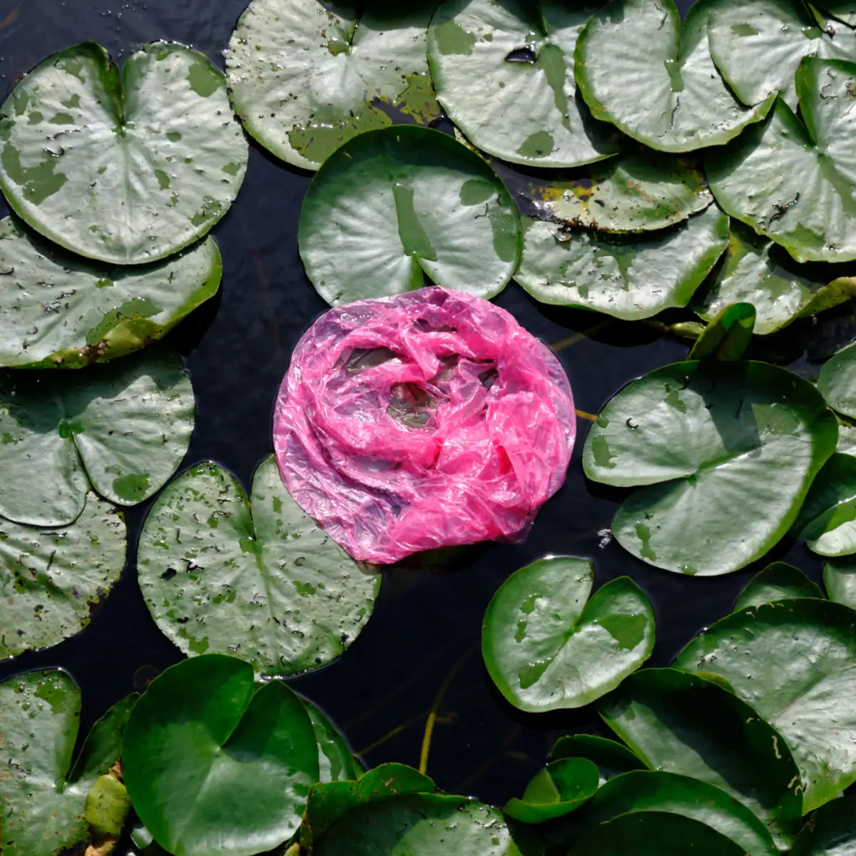 Lilyflower Pollution plasticbag